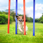 Dog Slalom Exercise Pole Obstacle Set